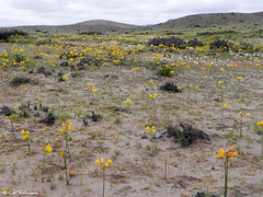 Zephyranthes bagnoldii
