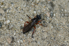 Laphria sadales