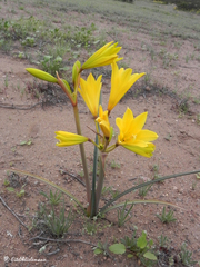 Zephyranthes bagnoldii