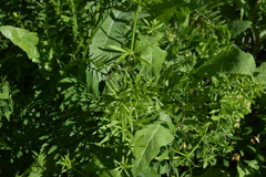 Galium aparine