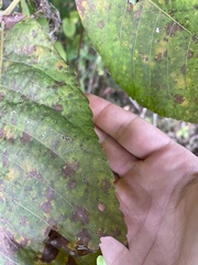 Carya ovata