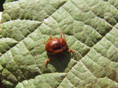 Chrysolina staphylaea