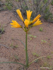 Zephyranthes bagnoldii