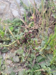 Acaena pinnatifida