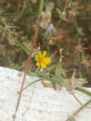 Chondrilla juncea