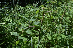 Angelica genuflexa