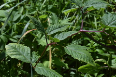Angelica genuflexa
