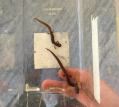 Hemidactylium scutatum