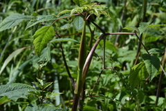 Angelica genuflexa