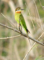 Merops superciliosus