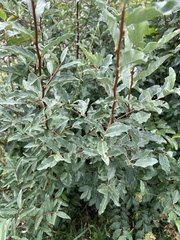 Elaeagnus umbellata
