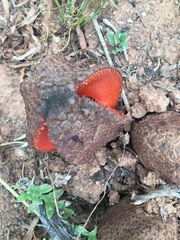 Hydnora africana