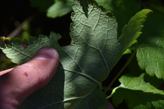 Ribes laxiflorum