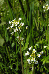 Calepina irregularis