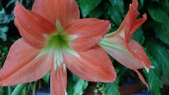 Hippeastrum hybridum