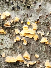 Aleurodiscus amorphus