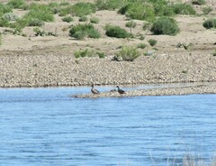 Speculanas specularis