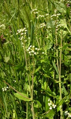 Calepina irregularis