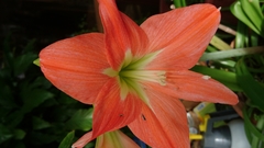 Hippeastrum hybridum