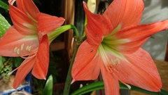 Hippeastrum hybridum