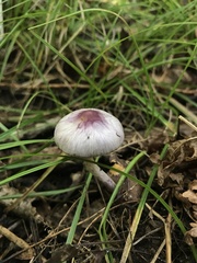 Inocybe lilacina