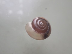 Zonitidae