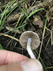 Inocybe lilacina
