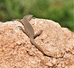 Varanus bengalensis