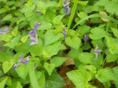 Viola hirta