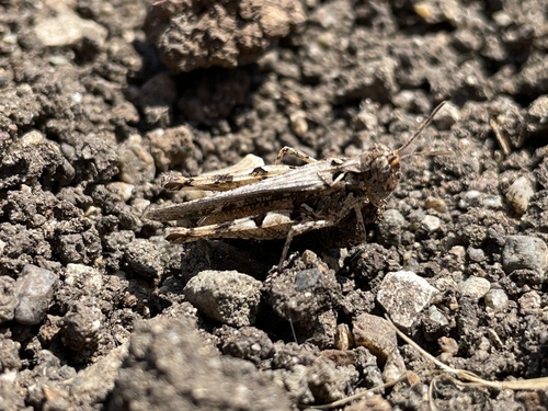 Texas Range Grasshopper photo 4