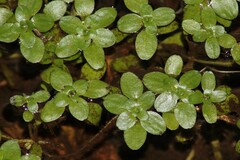 Callitriche stagnalis