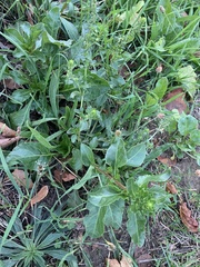 Beta vulgaris