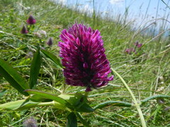 Trifolium rubens