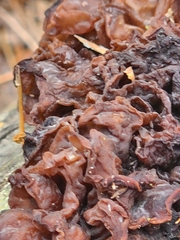 Phaeotremella