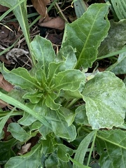 Beta vulgaris