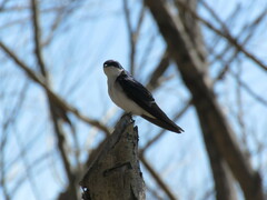 Tachycineta leucopyga