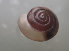 Zonitidae