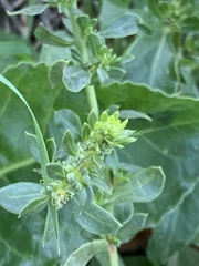 Beta vulgaris