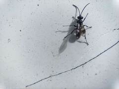 Pompilidae
