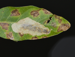Anarsioses aberrans