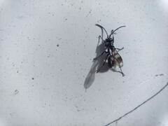 Pompilidae