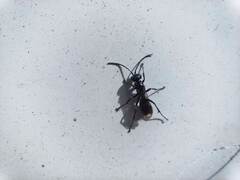 Pompilidae