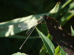 Chalcolestes parvidens