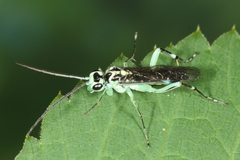 Pachyprotasis antennata