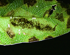 Anarsioses aberrans