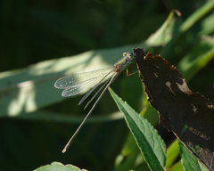 Chalcolestes parvidens