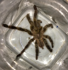 Poecilotheria fasciata