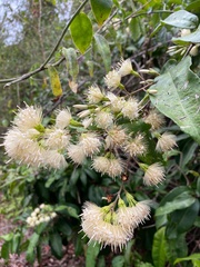 Stifftia hatschbachii