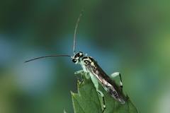Pachyprotasis antennata