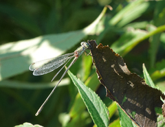 Chalcolestes parvidens